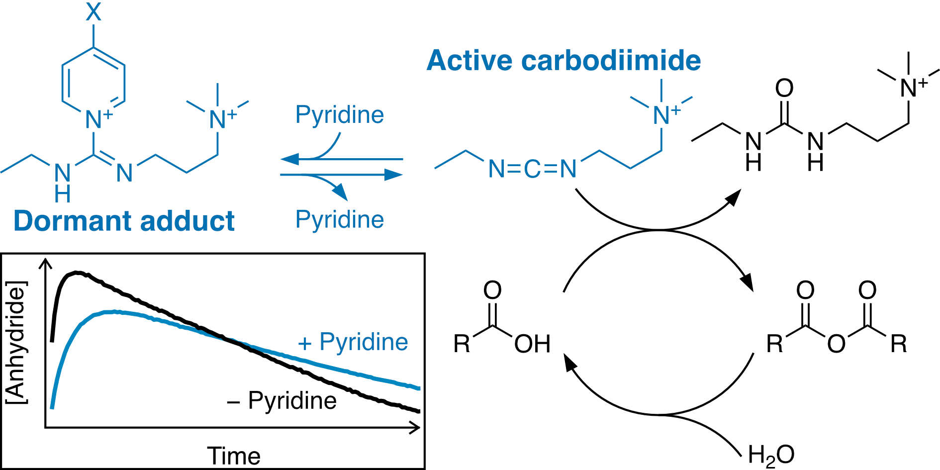 Table of Contents figure for "Controlling Carbodiimide-Driven Reaction Networks Through the Reversible Formation of Pyridine Adducts"