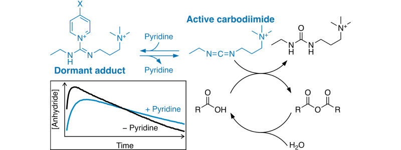 Table of Contents figure for "Controlling Carbodiimide-Driven Reaction Networks Through the Reversible Formation of Pyridine Adducts"